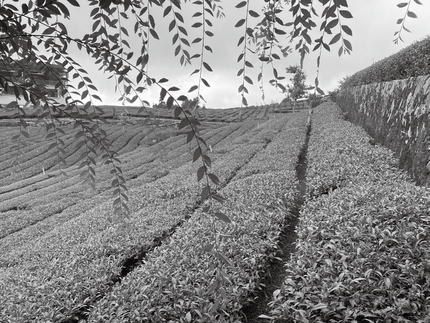 茶旅するー久しぶりに台湾の茶産地と歴史を巡る 掲載写真